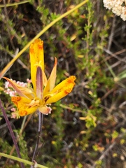 Calochortus weedii weedii