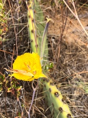 Calochortus weedii weedii