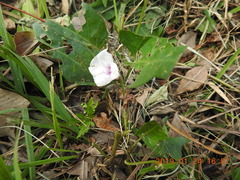 Ipomoea aquatica