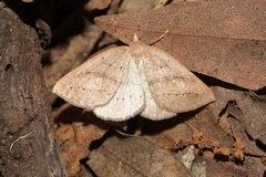 Thallophaga hyperborea