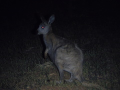 Osphranter robustus erubescens