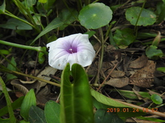 Ipomoea aquatica