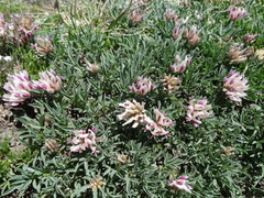 Trifolium dasyphyllum