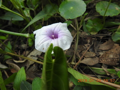 Ipomoea aquatica