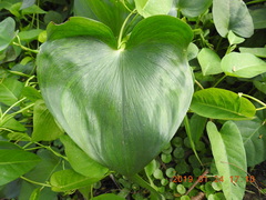 Pontederia vaginalis