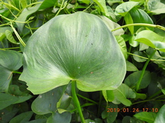 Pontederia vaginalis