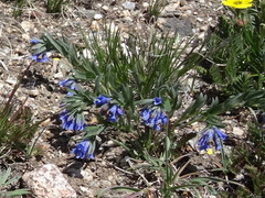 Mertensia lanceolata