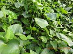 Pontederia vaginalis