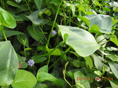 Pontederia vaginalis