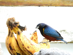 Euphonia pectoralis