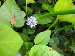 Pontederia vaginalis
