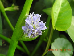 Pontederia vaginalis