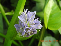 Pontederia vaginalis