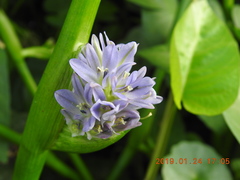 Pontederia vaginalis