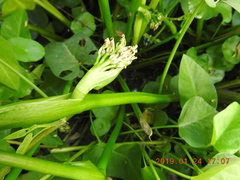 Pontederia vaginalis