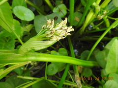 Pontederia vaginalis