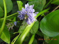 Pontederia vaginalis