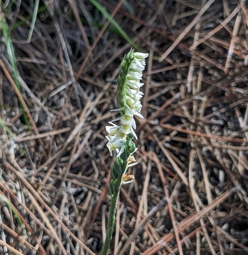 Autumn Ladies' Tresses (Spiranthes spiralis)
