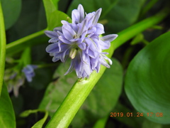 Pontederia vaginalis