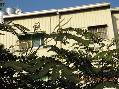 Adenanthera