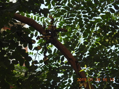 Adenanthera