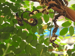 Adenanthera