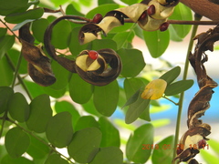 Adenanthera