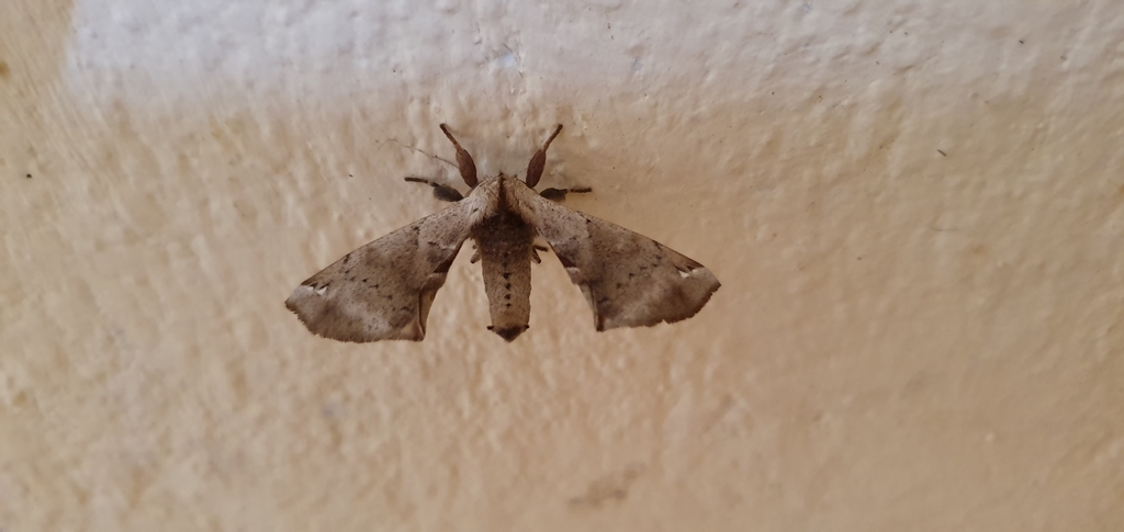 Tapuia sadisma