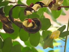 Adenanthera
