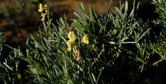 Calobota cinerea