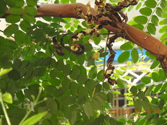 Adenanthera