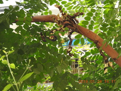 Adenanthera