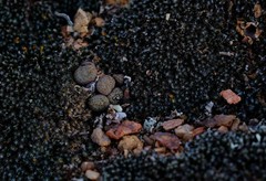 Conophytum uviforme decoratum