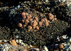 Conophytum uviforme decoratum