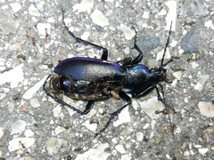 Carabus germarii