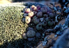 Conophytum uviforme decoratum