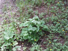 Adenostyles australis