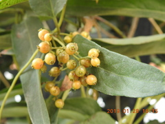 Paederia foetida