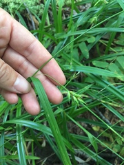 Carex folliculata