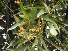 Paederia foetida