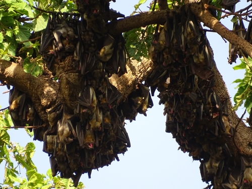 Straw-coloured Fruit Bat