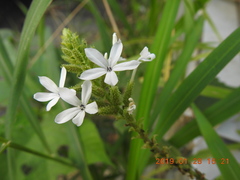 Plumbago zeylanica