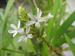 Plumbago zeylanica