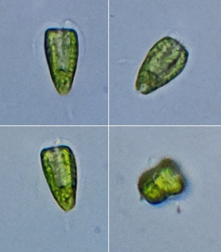 Pyramimonadophyceae