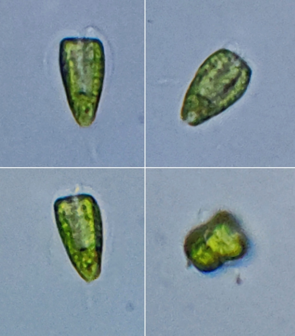 Pyramimonadophyceae