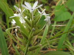 Plumbago zeylanica
