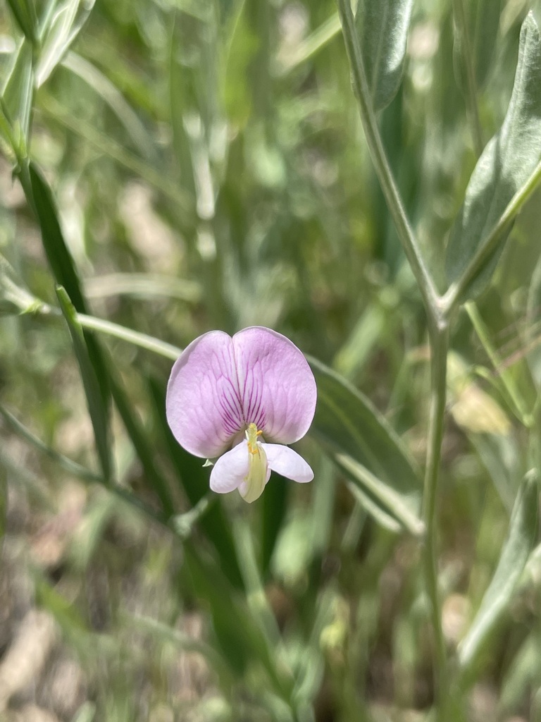Sweet pea
