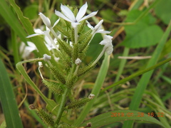 Plumbago zeylanica
