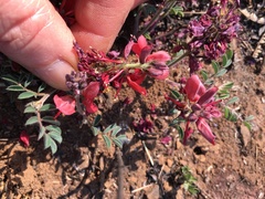 Indigofera