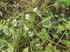Plumbago zeylanica